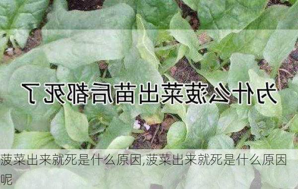 菠菜出来就死是什么原因,菠菜出来就死是什么原因呢