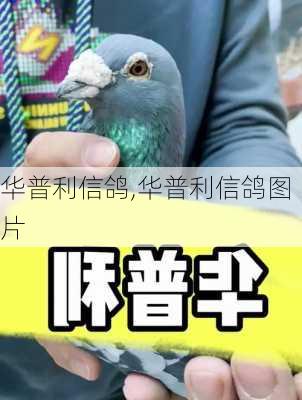 华普利信鸽,华普利信鸽图片